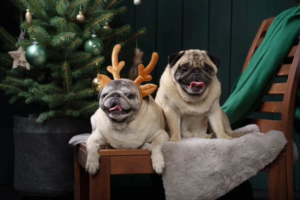 Δύο σκυλιά με Χριστουγεννιάτικα κέρατα. Νέα Χρόνια διάθεση. pug στο εσωτερικό διακοπών στο σπίτι — Φωτογραφία Αρχείου