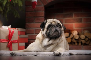 Köpek şöminenin yanında, Noel havasında. Tatil için güzel bir yer..