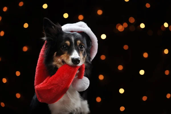 Cane sullo sfondo delle luci di Capodanno, bokeh. Animaletto di Natale. Collie di confine in un berretto — Foto Stock