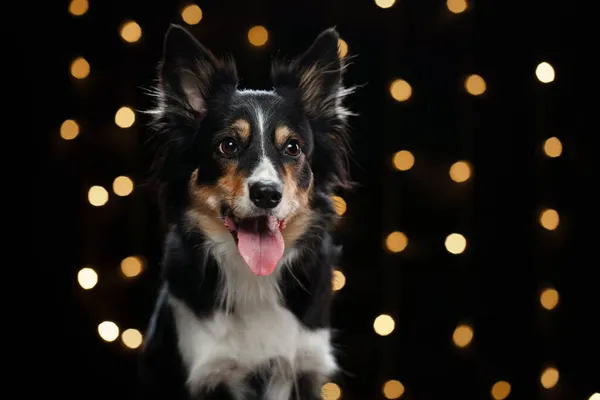 Hond op de achtergrond van nieuwjaarslichten, bokeh. Kerst huisdier. Grens Collie — Stockfoto