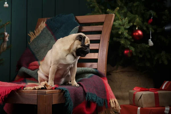 Perro cerca del árbol de Navidad. Pug en el interior del año nuevo. Mascota vacaciones —  Fotos de Stock