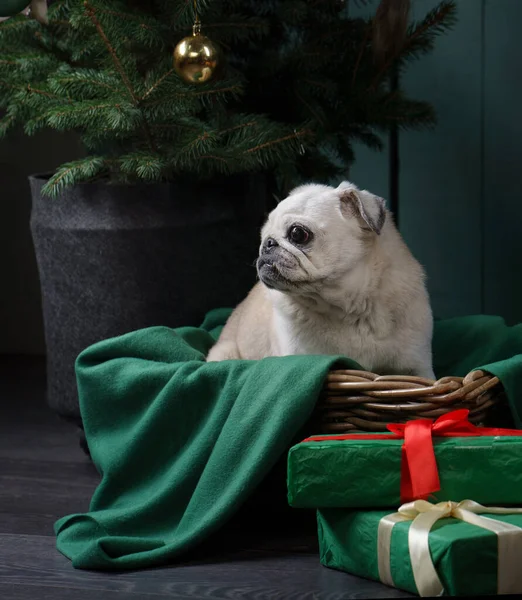 Pies koło choinki. Pug w noworocznym wnętrzu. Wakacyjne zwierzę domowe — Zdjęcie stockowe