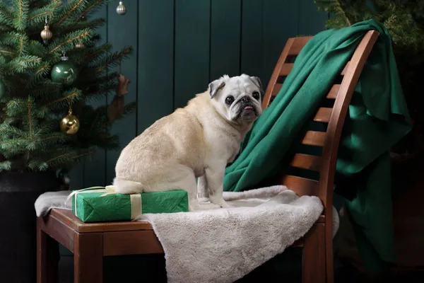 Kutya közel karácsonyfa. Pug az újévi lakásban. Háziállat — Stock Fotó
