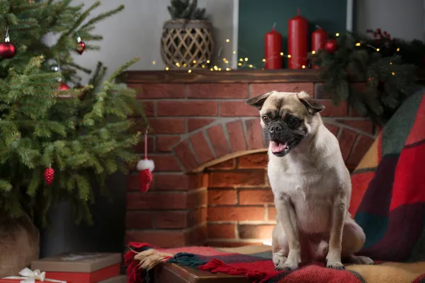 Hund am Kamin, Weihnachtsstimmung. Niedlicher Mops im Urlaubsinterieur. — Stockfoto