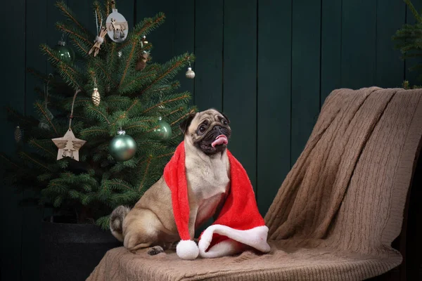 Perro cerca del árbol de Navidad. Pug en el interior del año nuevo. Mascota vacaciones —  Fotos de Stock