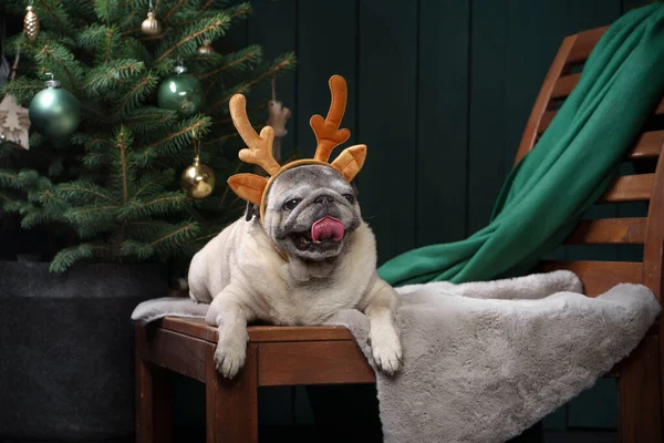 Cão com chifres de Natal. O humor de Ano Novo. pug no interior de férias em casa — Fotografia de Stock