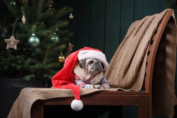 Hund im Hut des Weihnachtsmannes. Mops am Kamin im Weihnachtsinterieur. — Stockfoto