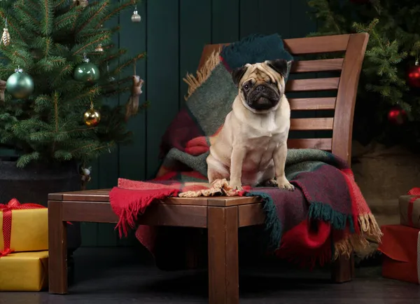 Perro cerca del árbol de Navidad. Pug en el interior del año nuevo. Mascota vacaciones —  Fotos de Stock