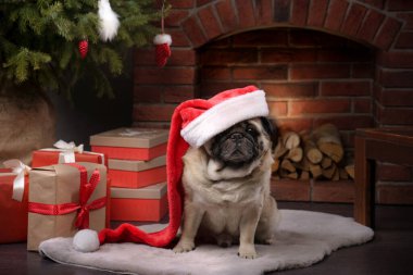 Noel Baba şapkalı köpek. Noel arifesinde şöminenin yanındaki pug.. 