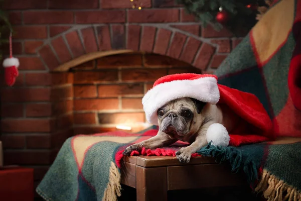 Hund im Hut des Weihnachtsmannes. Mops am Kamin im Weihnachtsinterieur. — Stockfoto