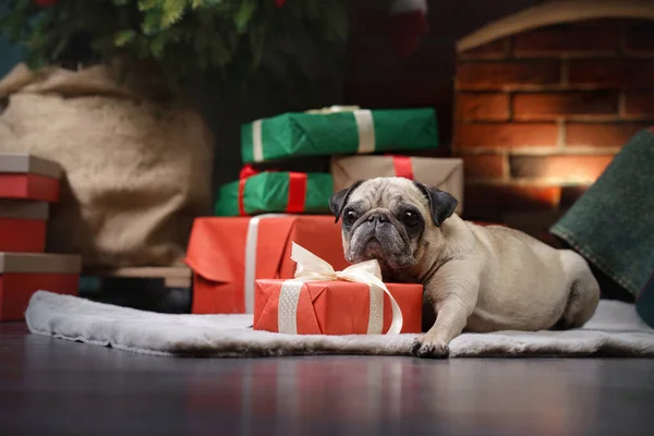 Kutya a Mikulás kalapjában. Pug a kandalló a karácsonyi belső. — Stock Fotó