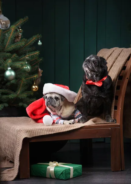 Two Dogs in christmas mood. New Years mood. pug in holiday interior at home — Stock Photo, Image
