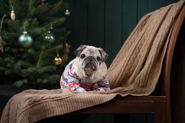 Hund in der Nähe von Weihnachtsbaum. Mops im neuen Jahr. Urlaubstier — Stockfoto