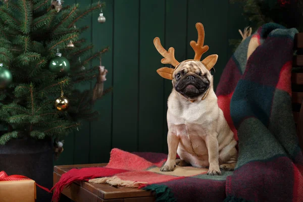 Perro cerca del árbol de Navidad. Pug en el interior del año nuevo. Mascota vacaciones —  Fotos de Stock