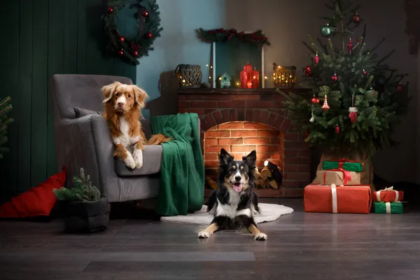 Twee honden samen op een fauteuil bij de open haard. Nieuwjaarsstemming. huisdier in vakantieomgeving, thuis — Stockfoto