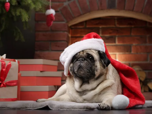Hund im Hut des Weihnachtsmannes. Mops am Kamin im Weihnachtsinterieur. — Stockfoto