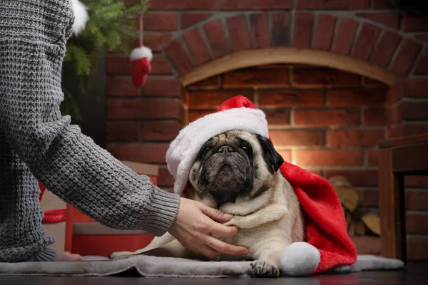 Noel Baba şapkalı köpek. Noel arifesinde şöminenin yanındaki pug.. 