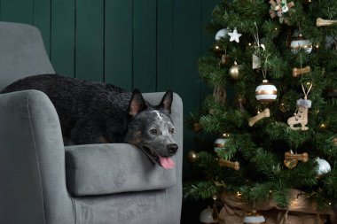 Yeni yıl ağacının yanındaki sandalyede oturan köpek. Şenlikli iç dekorasyon. Avustralyalı Hiller. Noel hayvanı. 