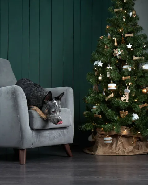 Yeni yıl ağacının yanındaki sandalyede oturan köpek. Şenlikli iç dekorasyon. Avustralyalı Hiller. Noel hayvanı. 