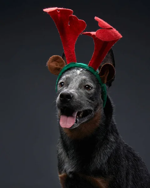 Két vicces kutya karácsonyi díszítésben, szarvasagancs. Ausztrál Hiller szürke háttér — Stock Fotó