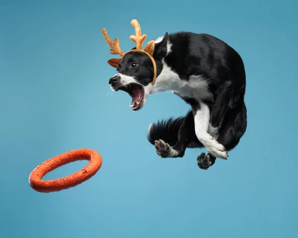 Divertido perro activo saltando en cuernos de venado navideño. mascota feliz sobre un fondo de color —  Fotos de Stock