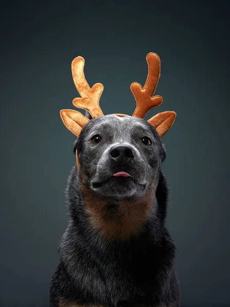 Two funny dogs in Christmas decoration, deer antlers. Australian Hiller on grey background — Stock Photo, Image