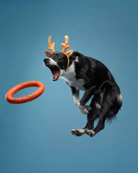 Drôle de chien actif sautant dans les bois de cerf de Noël. animal heureux sur un fond de couleur — Photo