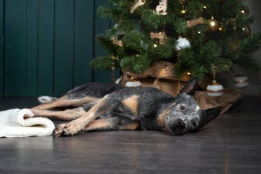 Yeni yıl ağacının yanındaki sandalyede oturan köpek. Şenlikli iç dekorasyon. Avustralyalı Hiller. Noel hayvanı. 