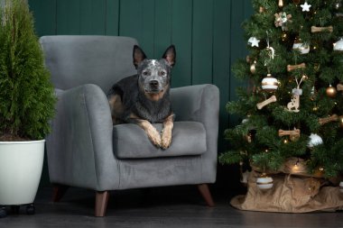 Yeni yıl ağacının yanındaki sandalyede oturan köpek. Şenlikli iç dekorasyon. Avustralyalı Hiller. Noel hayvanı. 
