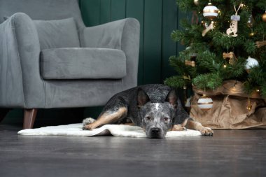 Yeni yıl ağacının yanındaki sandalyede oturan köpek. Şenlikli iç dekorasyon. Avustralyalı Hiller. Noel hayvanı. 