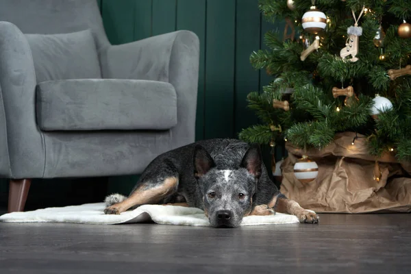 Yeni yıl ağacının yanındaki sandalyede oturan köpek. Şenlikli iç dekorasyon. Avustralyalı Hiller. Noel hayvanı. 
