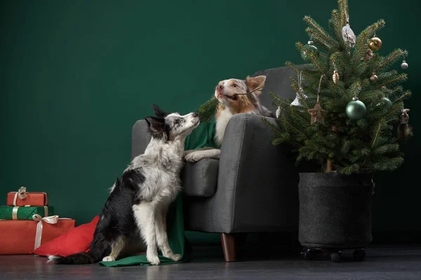Dva legrační psi v vánoční výzdobě, jelení parohy. Slavnostní hraniční kolie na zelené — Stock fotografie