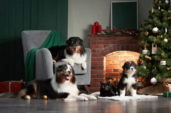 Οικογένεια σκύλων δίπλα στο τζάκι. Αυστραλιανός Ποιμενικός Σκύλοι, κουτάβι και γάτα στα Χριστούγεννα Διακόσμηση — Φωτογραφία Αρχείου