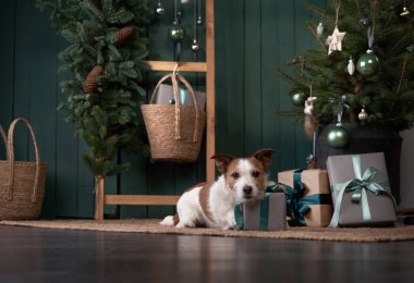 Noel köpeği seni. Jack Russell şenlikli bir evde. Evcil bir hayvanla tatil