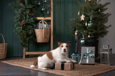 Noel köpeği seni. Jack Russell şenlikli bir evde. Evcil bir hayvanla tatil