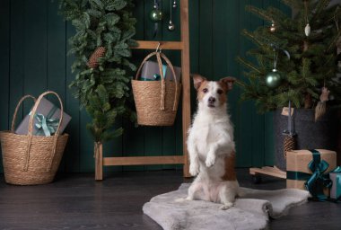 Noel köpeği seni. Jack Russell şenlikli bir evde. Evcil bir hayvanla tatil