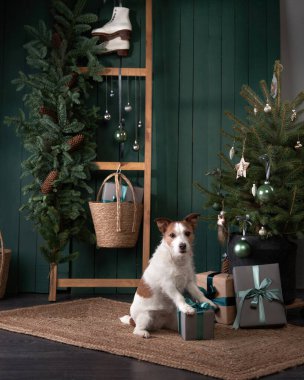 Noel köpeği seni. Jack Russell şenlikli bir evde. Evcil bir hayvanla tatil