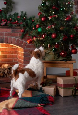 Jack Russell Terrier Noel ağacında oyuncak kokluyor. Evcil bir hayvanla parti