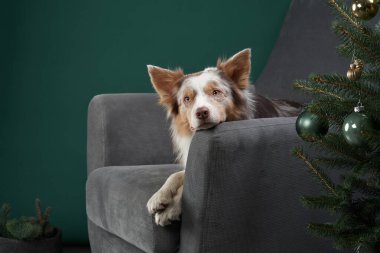 Noel ağacının yanındaki sandalyede oturan bir köpek. Yeni yıl atmosferi. Tatil sınırı çoban köpeği 