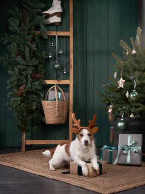 Noel köpeği seni. Jack Russell şenlikli bir evde. Evcil bir hayvanla tatil