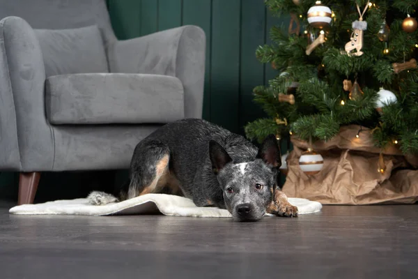 Yeni yıl ağacının yanındaki köpek. Şenlikli iç dekorasyon. Avustralyalı Hiller. Noel hayvanı. 