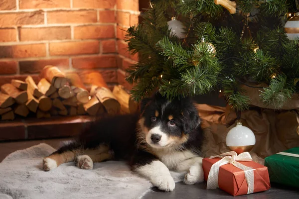 Cachorro pastor australiano junto al árbol de Navidad y la chimenea. Perro de Año Nuevo. Fiesta con una mascota —  Fotos de Stock