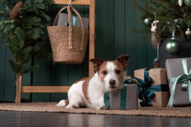 Noel köpeği seni. Jack Russell şenlikli bir evde. Evcil bir hayvanla tatil