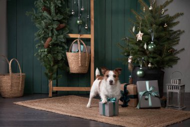 Noel köpeği seni. Jack Russell şenlikli bir evde. Evcil bir hayvanla tatil