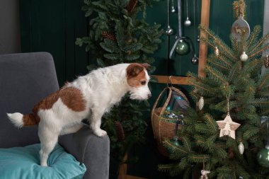 Noel köpeği seni. Jack Russell şenlikli bir evde. Evcil bir hayvanla tatil