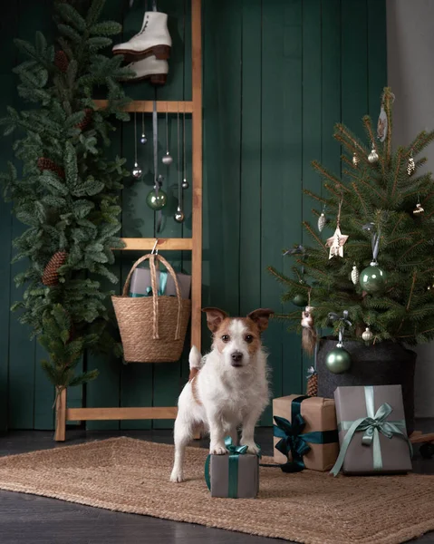 Cane di Natale. Jack Russell in un interno domestico festivo. vacanze con un animale domestico — Foto Stock