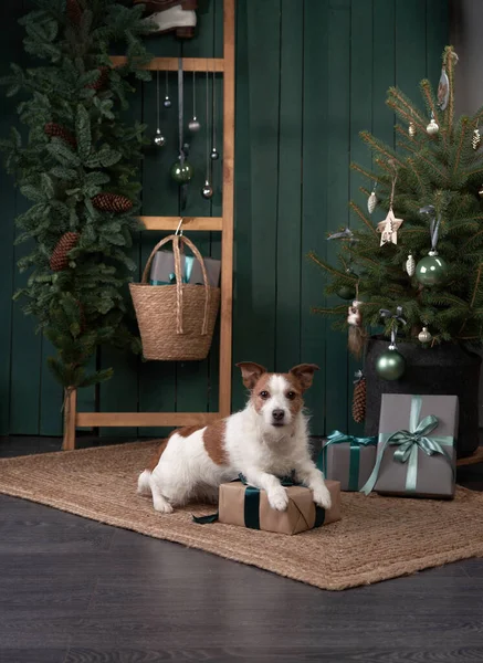 Noel köpeği seni. Jack Russell şenlikli bir evde. Evcil bir hayvanla tatil