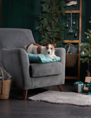 Noel köpeği seni. Jack Russell şenlikli bir evde. Evcil bir hayvanla tatil