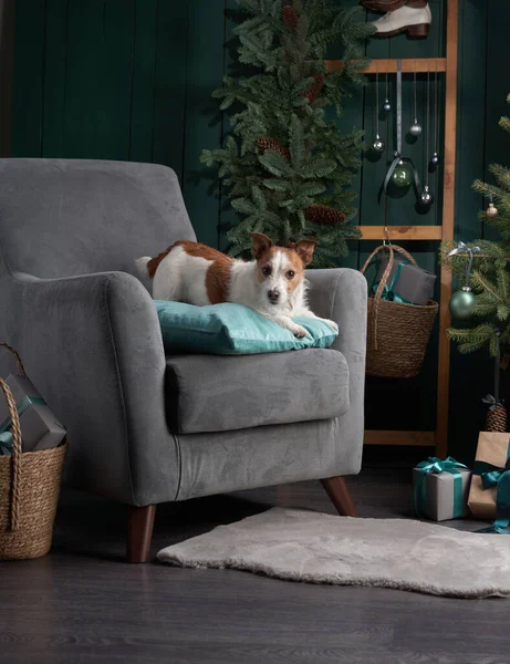 Noel köpeği seni. Jack Russell şenlikli bir evde. Evcil bir hayvanla tatil