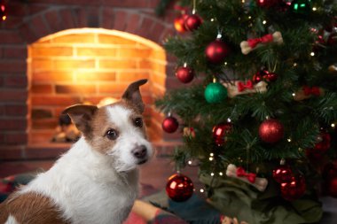 Noel köpeği seni. Jack Russell şenlikli bir evde. Evcil bir hayvanla tatil